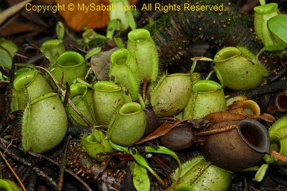 pitcher plant