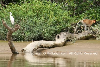 egret and proboscis monkey