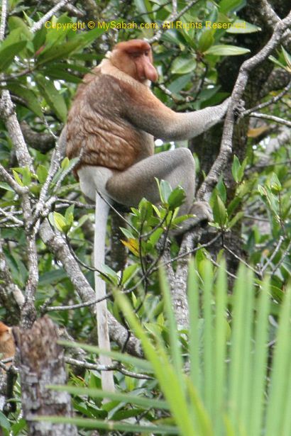 male long-nosed monkey