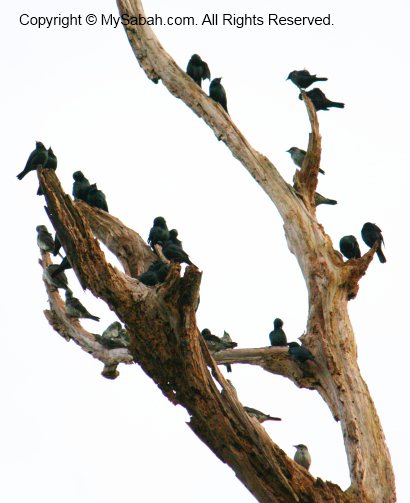 glossy starling birds