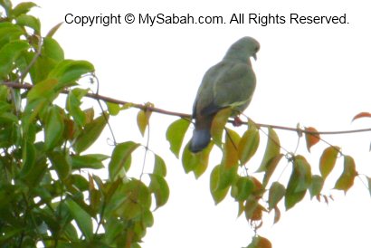 imperial green pigeon