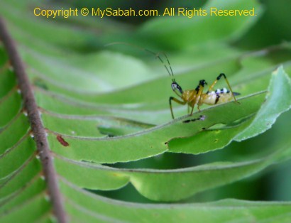 yellow bug