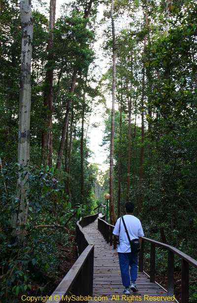 dense trees along boardwalk