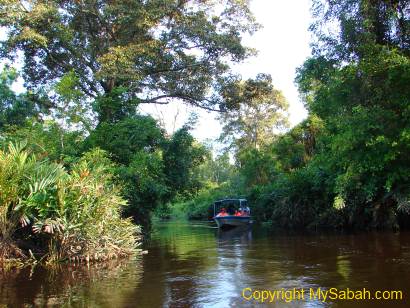 Peat Swamp forest