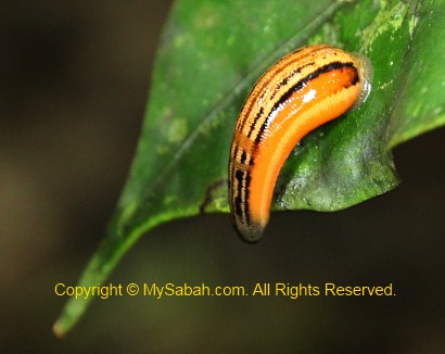 sleeping tiger leech