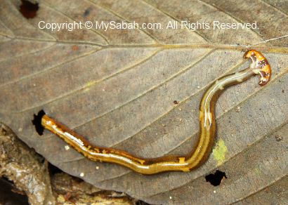 hammer head worm