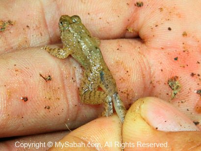 frog of Sepilok forest