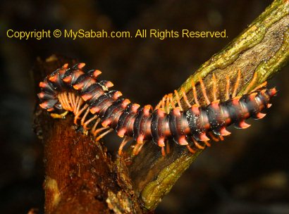 sleeping centipede