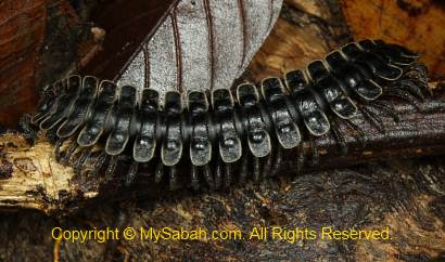 sleeping millipede