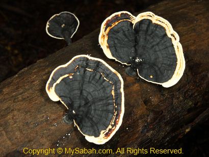 fungi in Sepilok forest