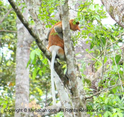 Proboscis monkey