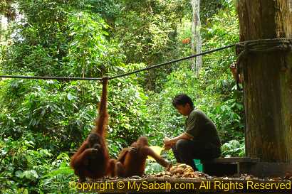 Sepilok Orangutan sanctuary