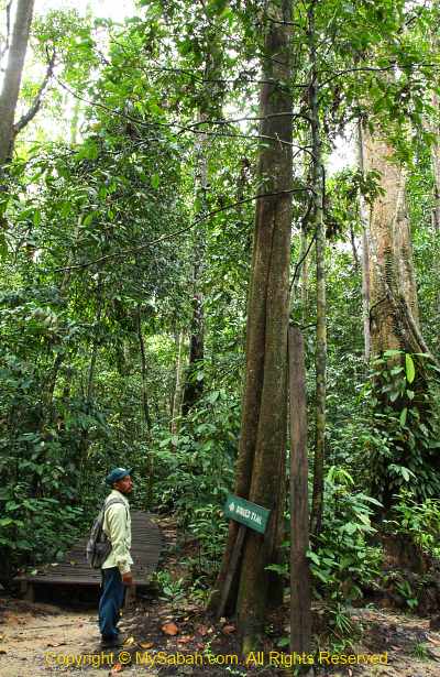 tall tree in Sepilok virgin forest