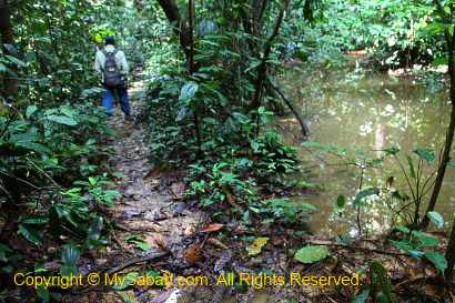 Jungle trekking in Sepilok virgin forest