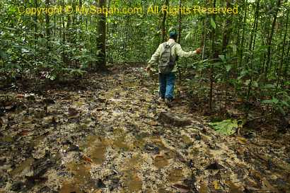 muddy trail in Sepilok rainforest