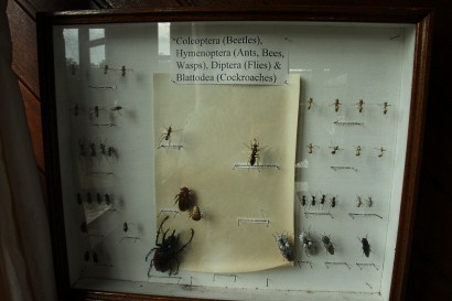 Insect specimens