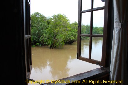 Mangrove outside window