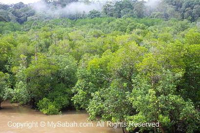 view of mangrove