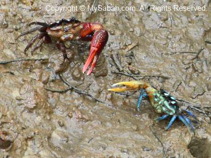 fiddler crabs fighting