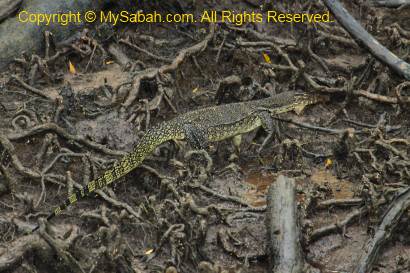 monitor lizard