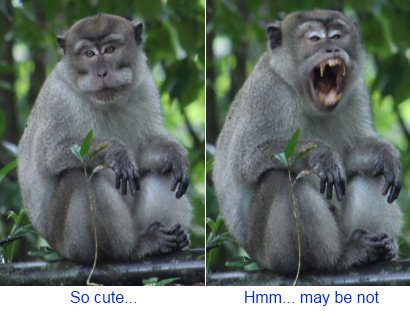 long-tailed macaque