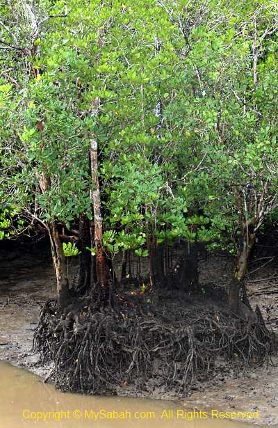 mangrove tree