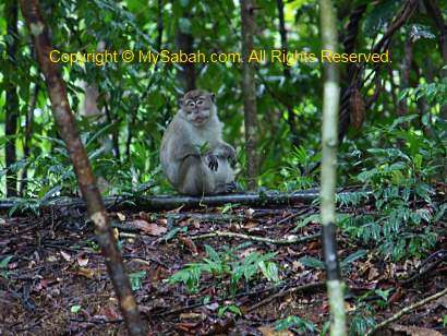 alpha male long-tailed macaque