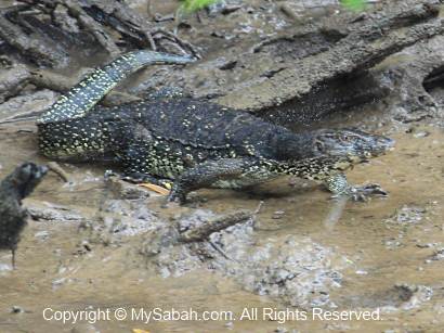 monitor lizard