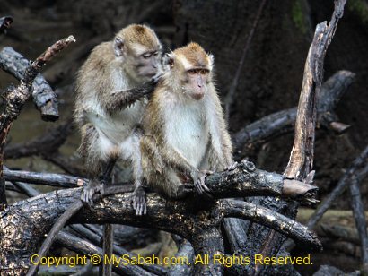 monkey grooming