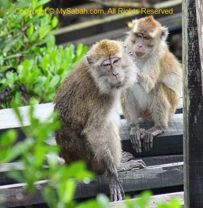 monkey grooming