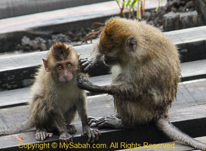 monkey grooming