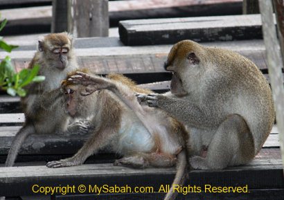 monkey grooming