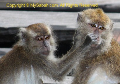 monkey grooming