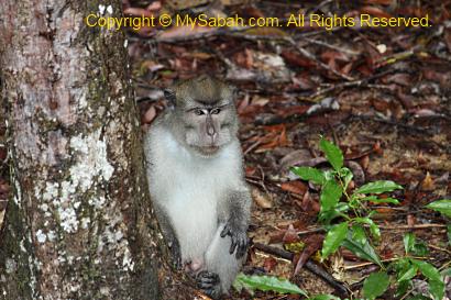 male long-tailed macaque