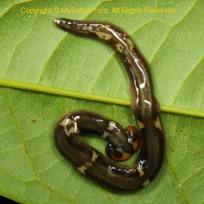 hammer head worm