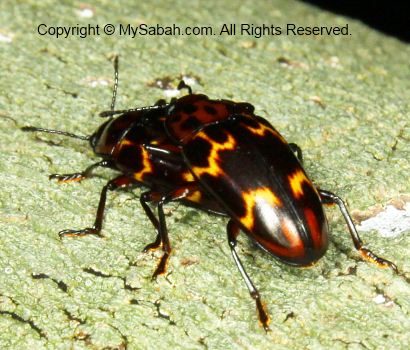 mating beetles