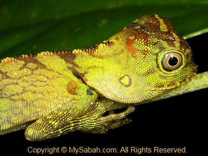 Borneo Anglehead Agamid