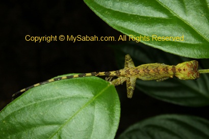 Borneo Anglehead Agamid