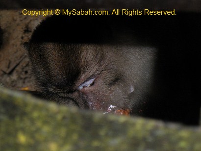 long-tailed macaque under boardwalk