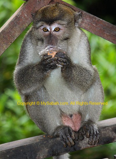 long-tailed macaque eating biscuit