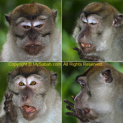 funny expression of long-tailed macaque