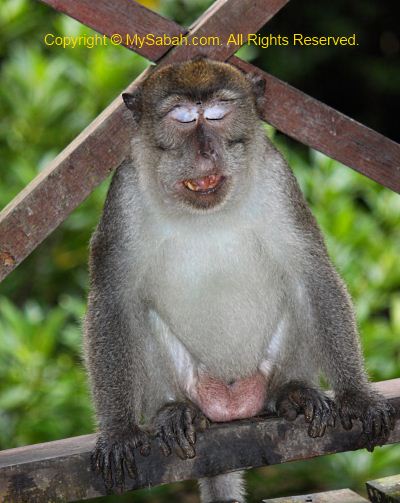 big balls of long-tailed macaque