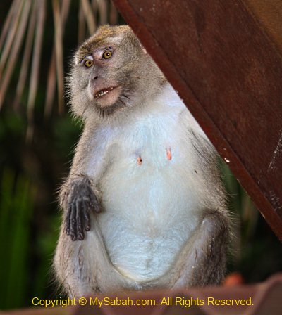 female long-tailed macaque