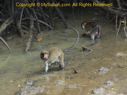 baby long-tailed macaque