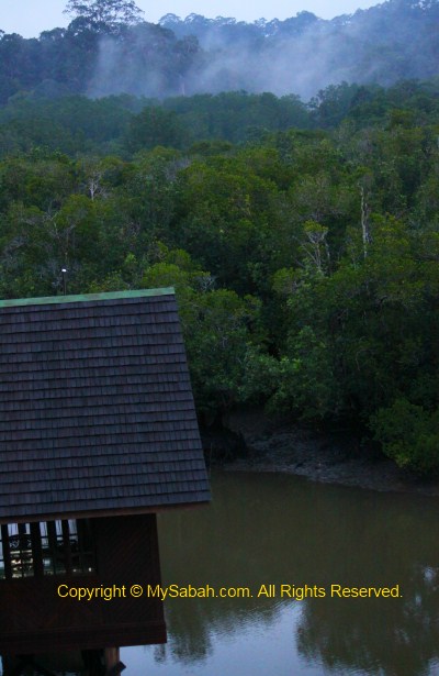 morning of mangrove forest
