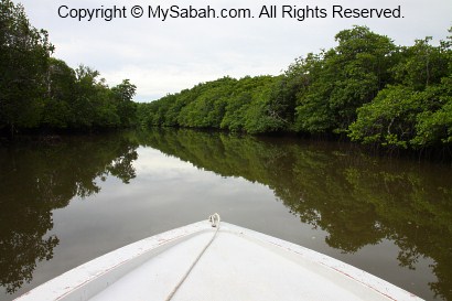 mangrove river cruise