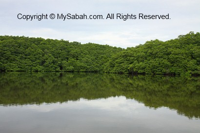 Mangrove forest of Sepilok