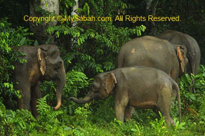 Family of pygmy elephants