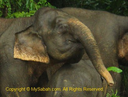 pygmy elephant