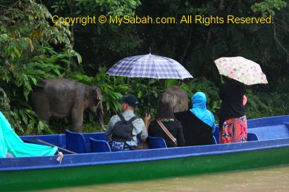 tourists watching pygmy elephants